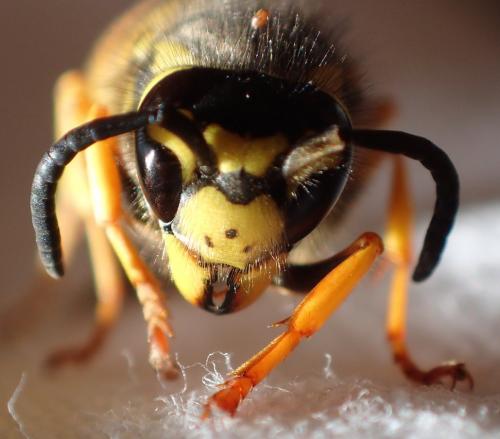 Vespula germanica